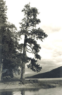 large tree on lake